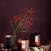 Homeware Cedar | Yule | Essential Oil Candle | Medium